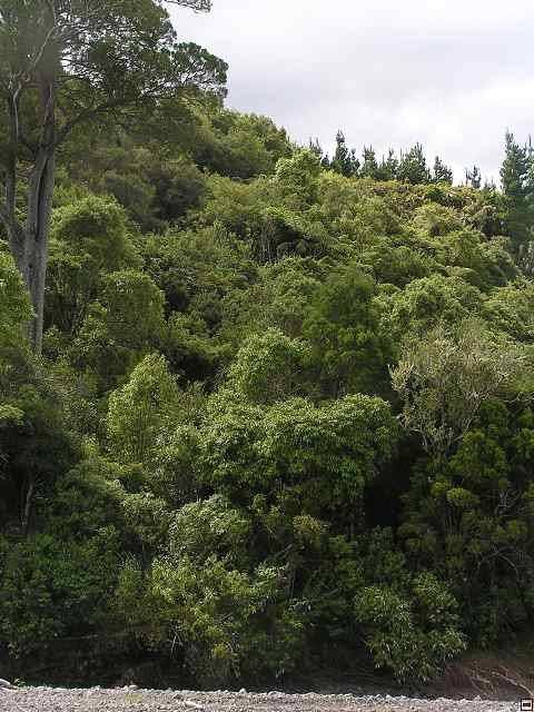 NZ leden-unor 2006 243.jpg